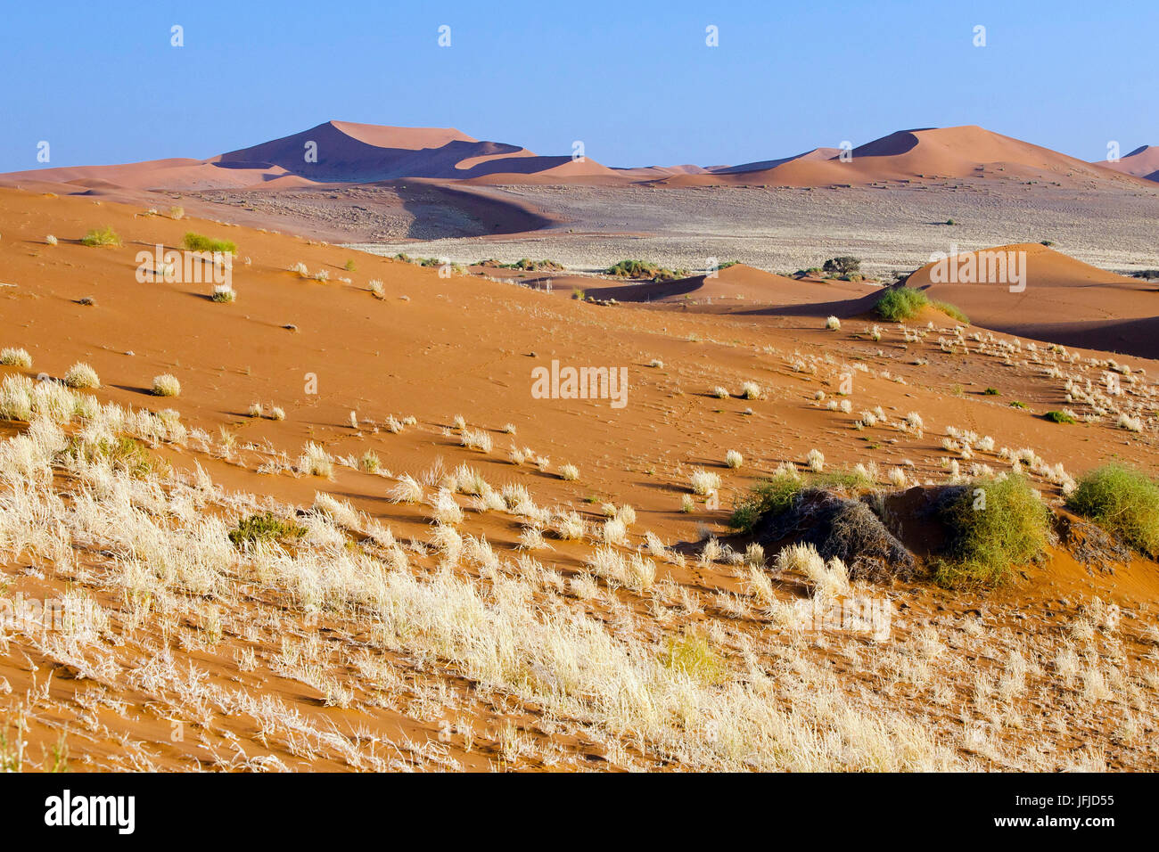 Dried plants among the sand dunes shaped by wind Deadvlei Sossusvlei Namib Desert Naukluft National Park Namibia Africa Stock Photo