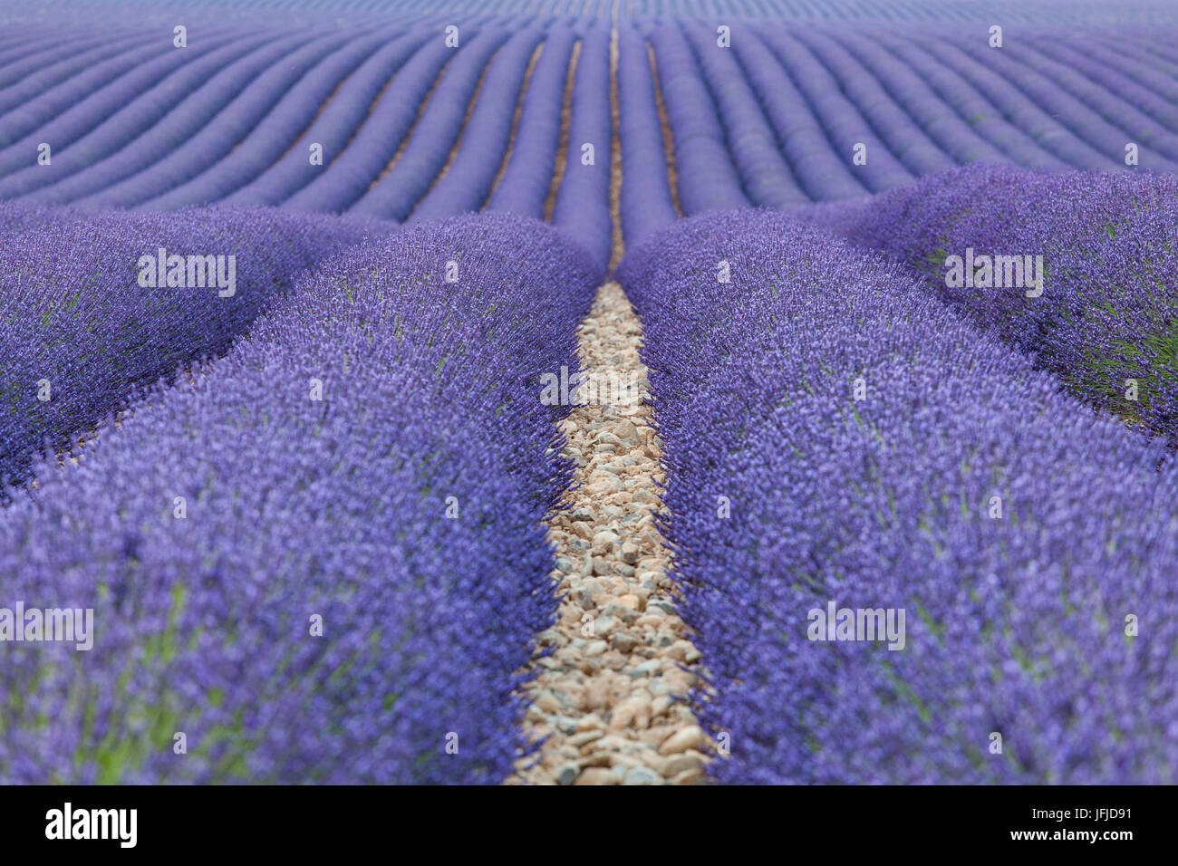 Valensole plateau, Provence, France, A lavender fields, Stock Photo