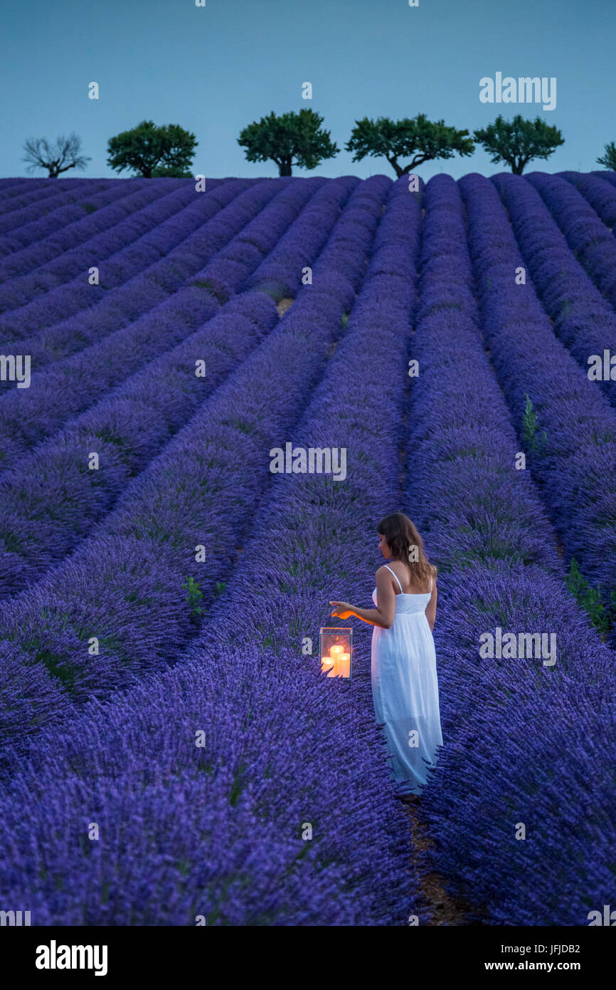 Woman with lantern in a lavender field, Plateau de Valensole, Alpes-de-Haute-Provence, Provence-Alpes-Cote d'Azur, France, Europe, Stock Photo