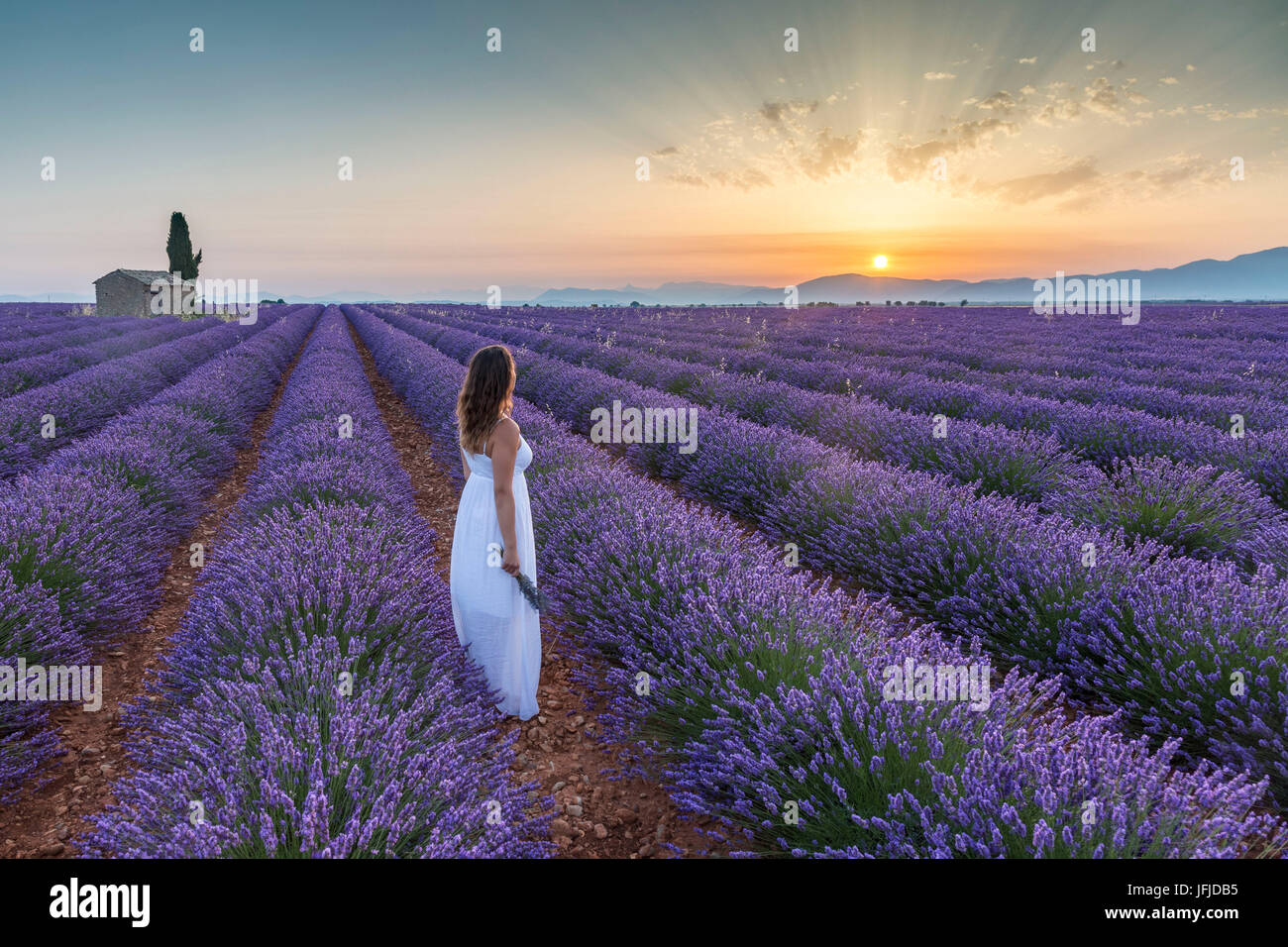 Woman at dawn in a lavender field, Plateau de Valensole, Alpes-de-Haute-Provence, Provence-Alpes-Côte d'Azur, France, Europe, Stock Photo