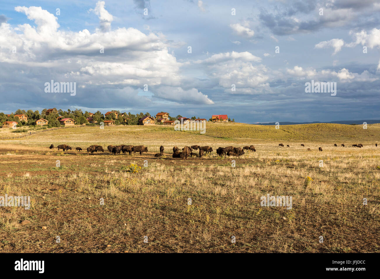Rural landscape with bisons, Utah, USA, Stock Photo