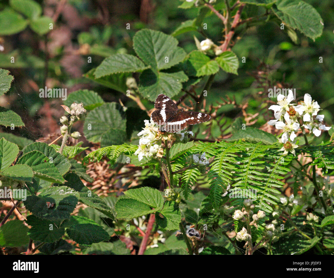 A White Admiral butterfly, Ladoga Camilla, feeding on bramble in the Norfolk countryside. Stock Photo