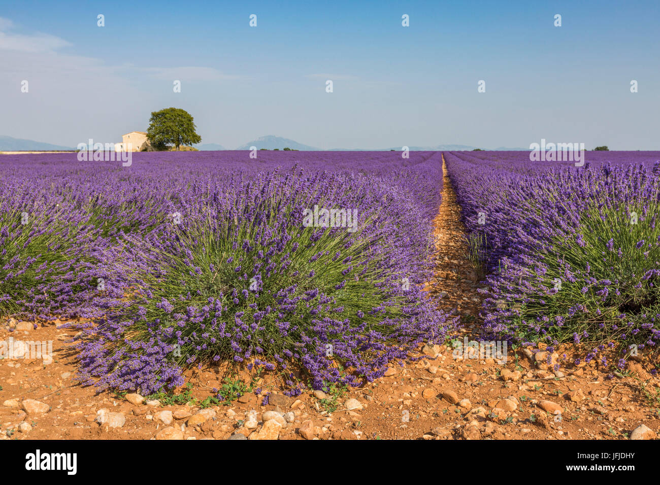 Lavender raws with house and tree, Plateau de Valensole, Alpes-de-Haute-Provence, Provence-Alpes-Côte d'Azur, France, Europe, Stock Photo