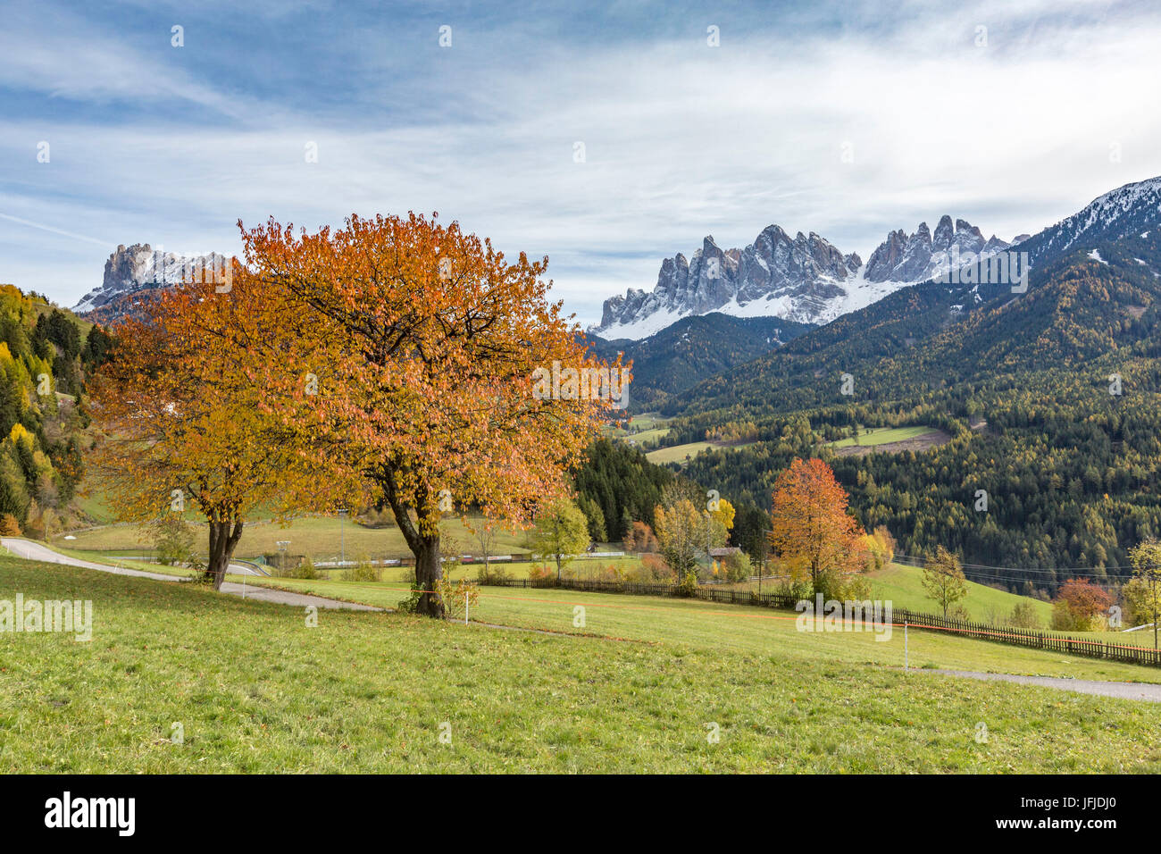 Two autumnal cherry trees with Odle Dolomites in the background, Santa Maddalena, Funes, Bolzano, Trentino Alto Adige - Sudtirol, Italy, Europe, Stock Photo