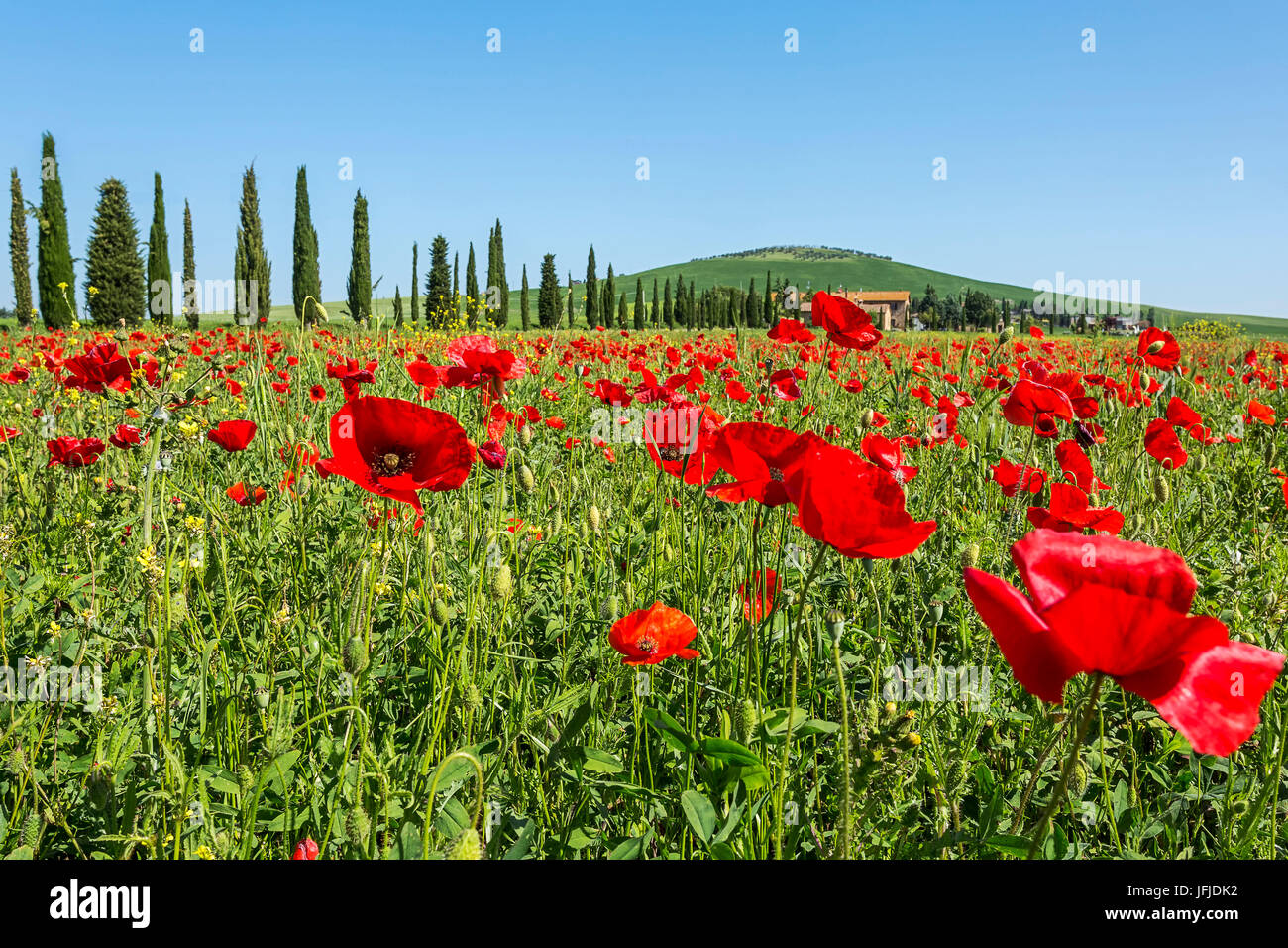 Expanse of poppies and cypresses, Orcia Valley, Siena district, Tuscany, Italy, Stock Photo