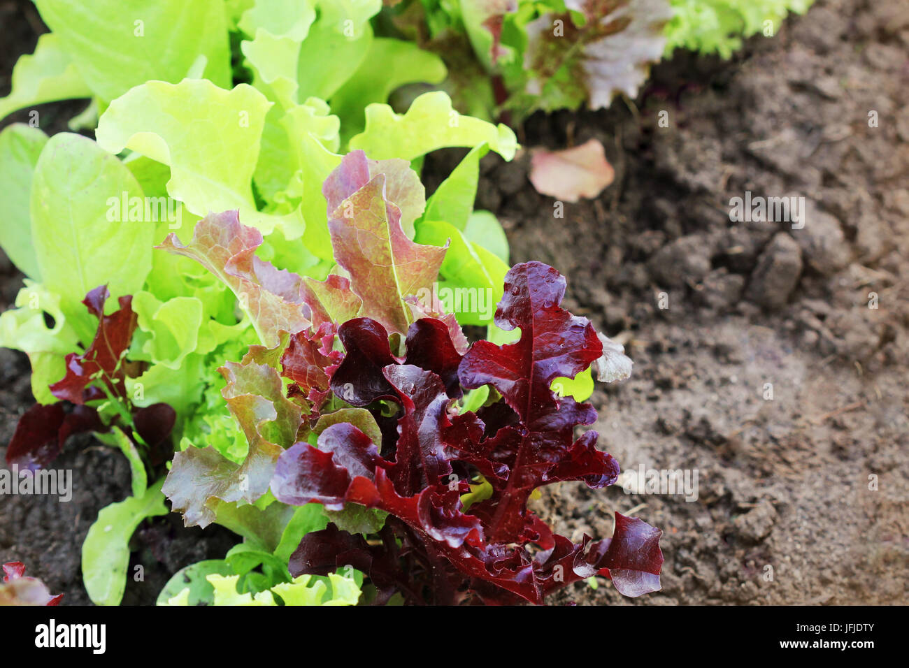 Lettuce garden hires stock photography and images Alamy