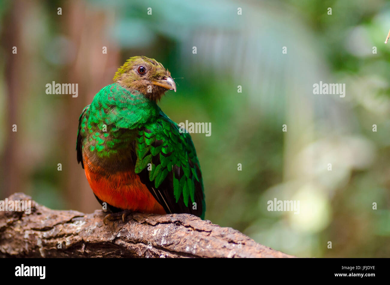 Quetzal (Ticino's Park, Oasi of Sant'Alessio, Province of Pavia, Lombardy, Italy) Stock Photo