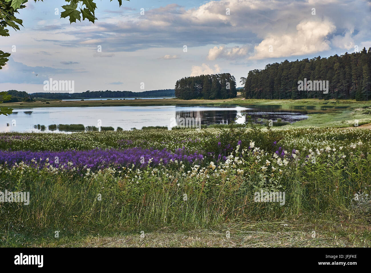 Summer day on the river. Clouds in the sky. On the growing grass. Across the river see the forest. Russia, Pskov region. The bank of the river Stock Photo