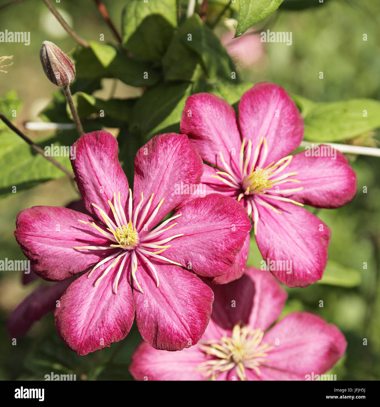 Flowers of clematis on a yard Stock Photo