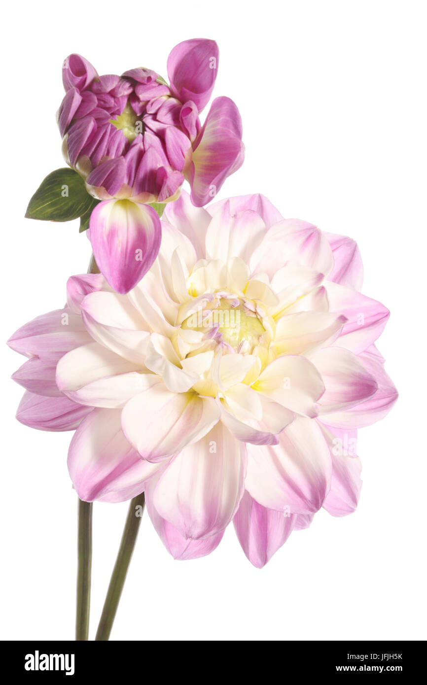 Two pink dahlia flowers isolated on a white background Stock Photo - Alamy