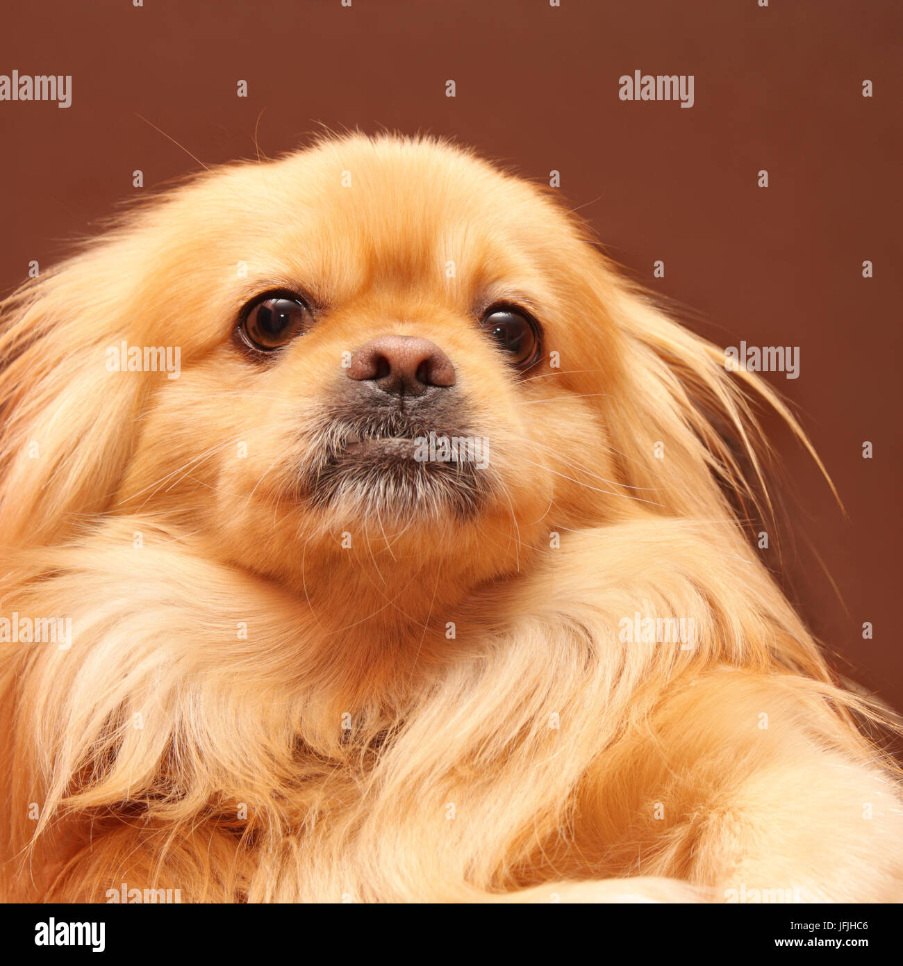 Portrait of funny dog Stock Photo