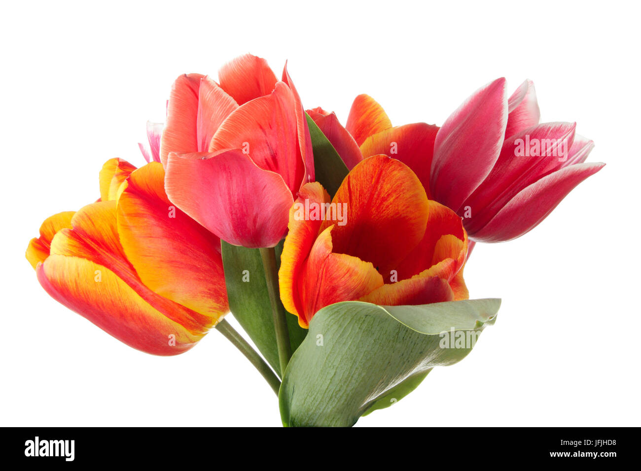 Tulip flowers isolated on a white background Stock Photo - Alamy