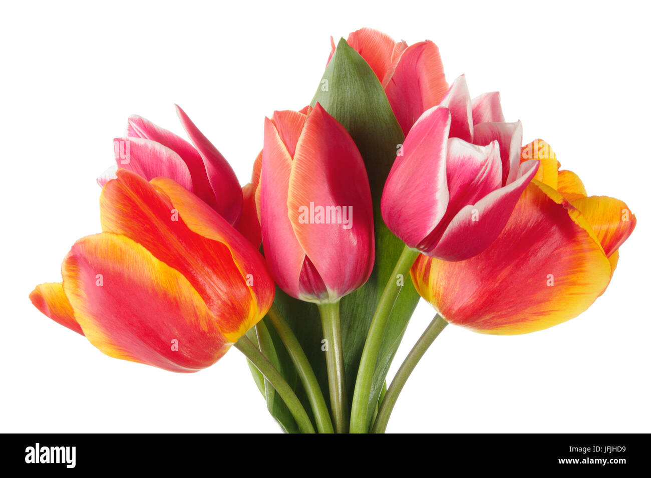 Tulip flowers isolated on a white background Stock Photo - Alamy