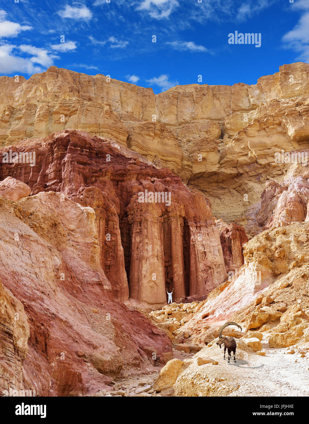 Sharphorned mountain goat and woman tourist Stock Photo Alamy