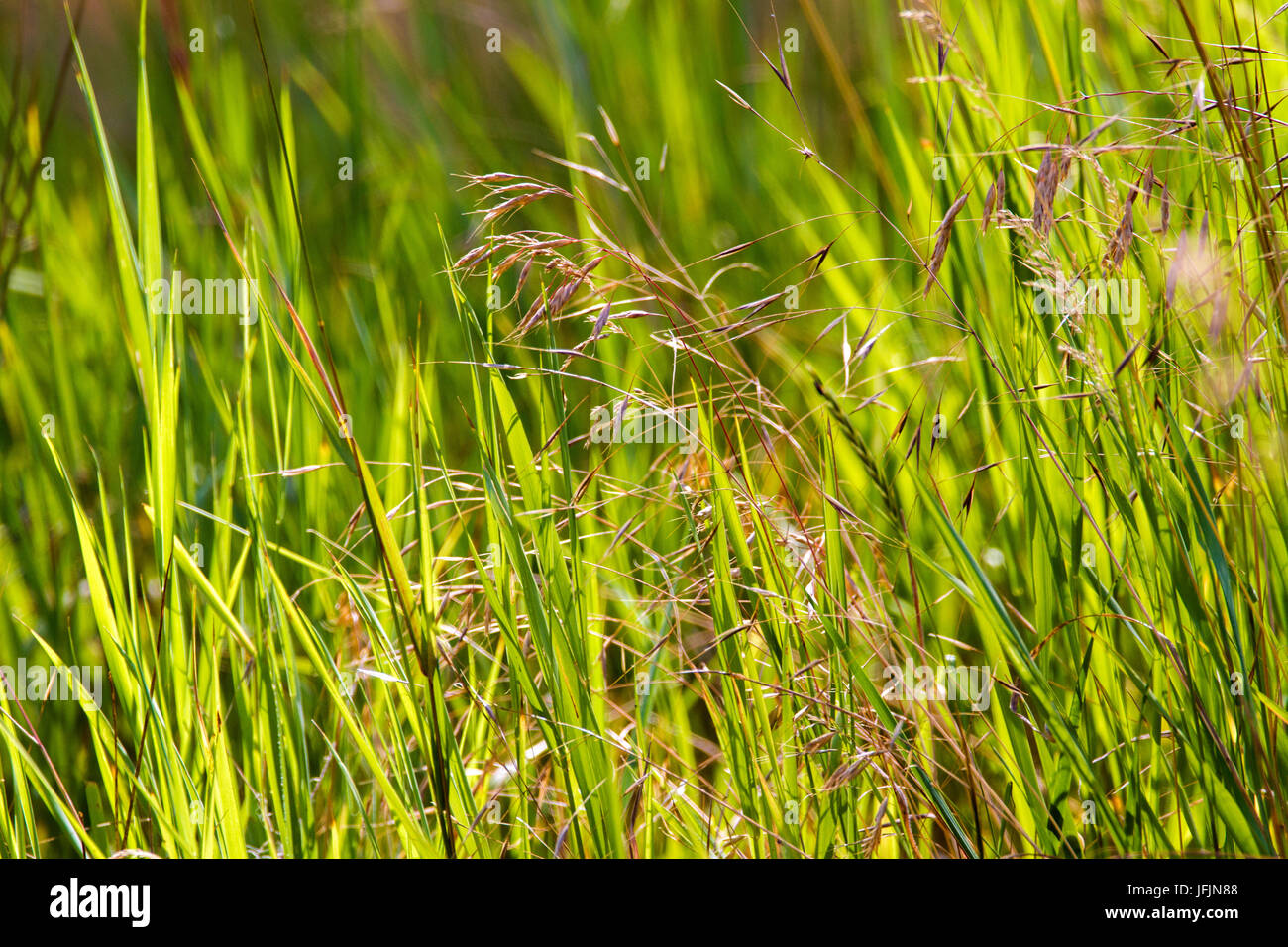 Image background green and dry grass in a wild field Stock Photo - Alamy