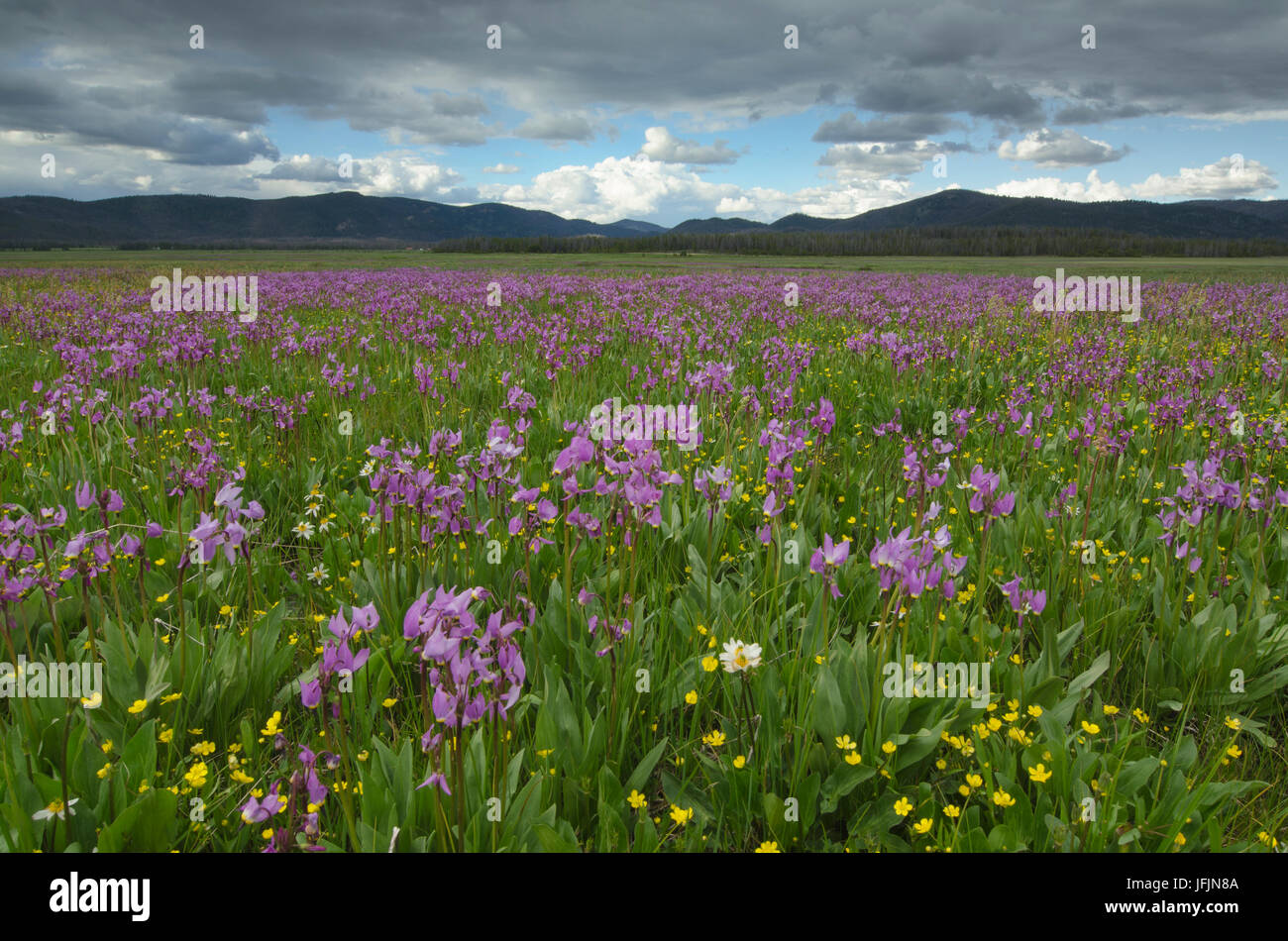 Shooting Star (Dodecatheon conjugens) wildflowers blooming in Elk Meadows, Salmon-Challis National Forest Idaho Stock Photo