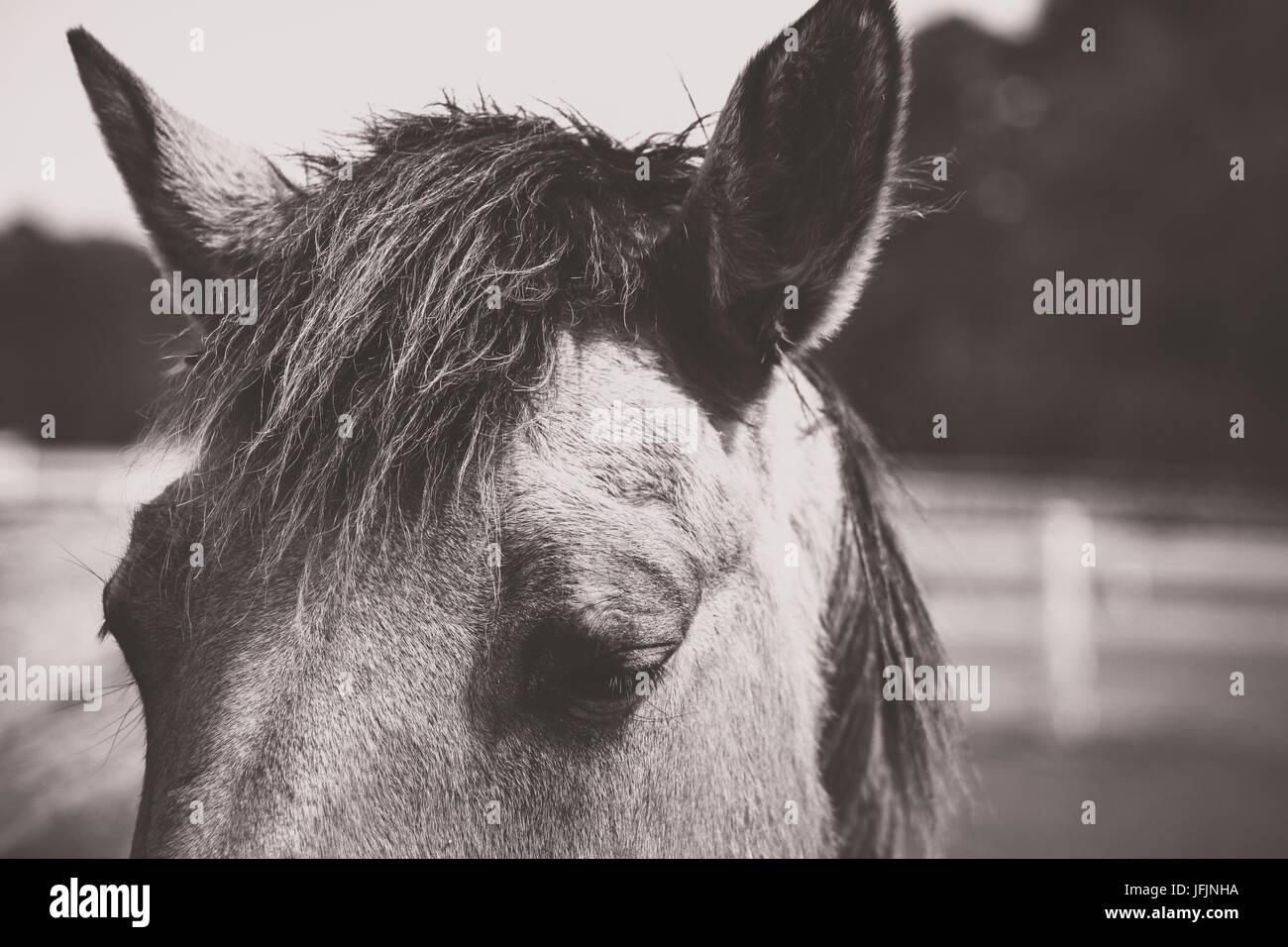 Close up to horse's ears Stock Photo Alamy