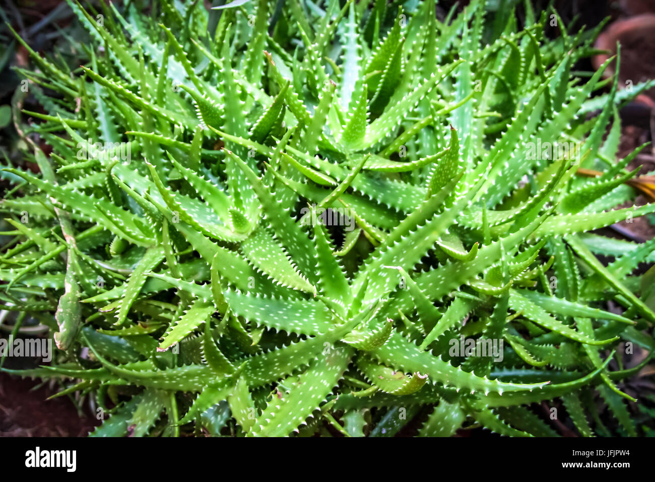 Green slow growing clumping Aloe Stock Photo