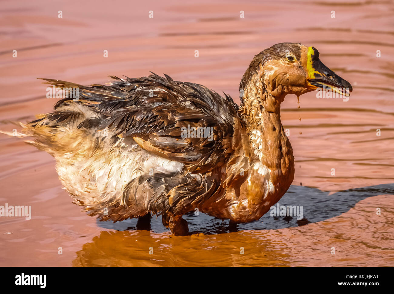 Duck having bath Stock Photo