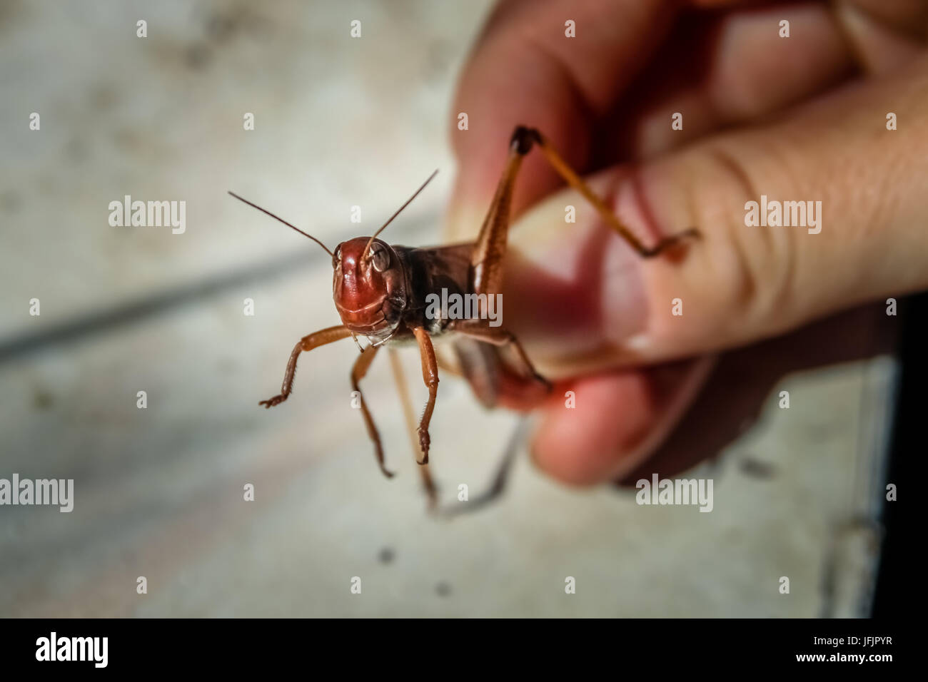 Locust close up Stock Photo Alamy