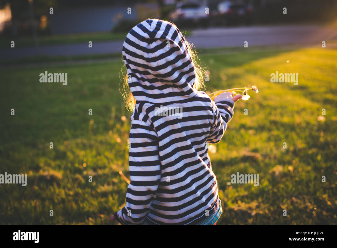 A toddler holds a dandelion in the sunlight with the toddler standing with back to camera. Stock Photo