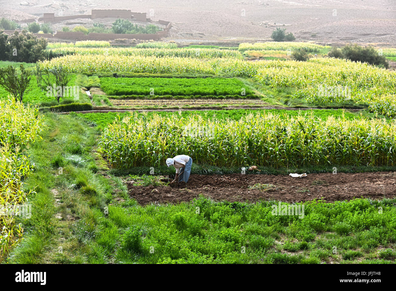 Self-sufficient labor-intensive farming in Morocco. Traditional sustainable agriculture. Stock Photo