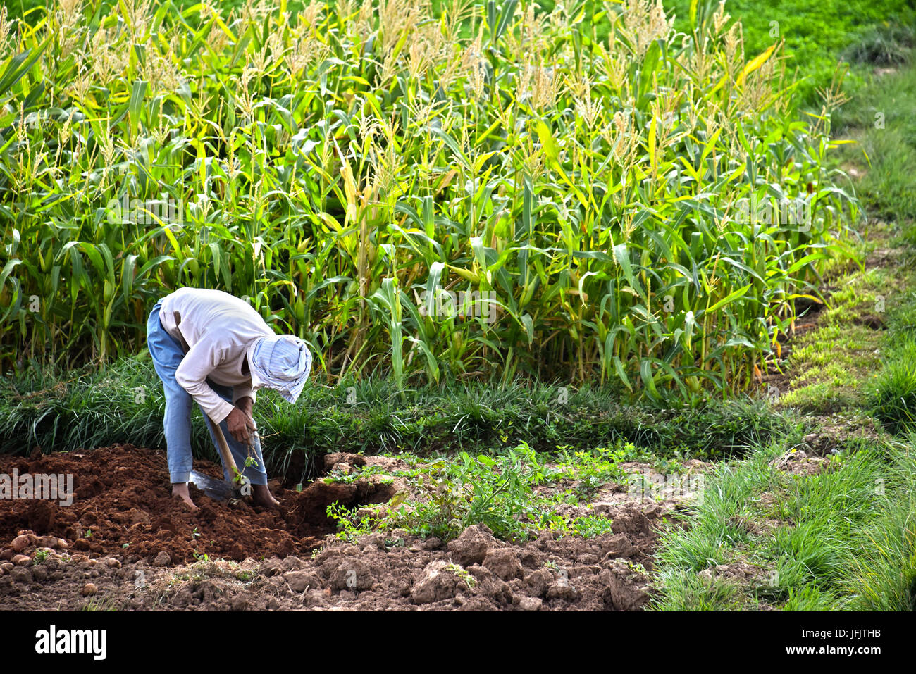 Self-sufficient labor-intensive farming in Morocco. Traditional sustainable agriculture. Stock Photo