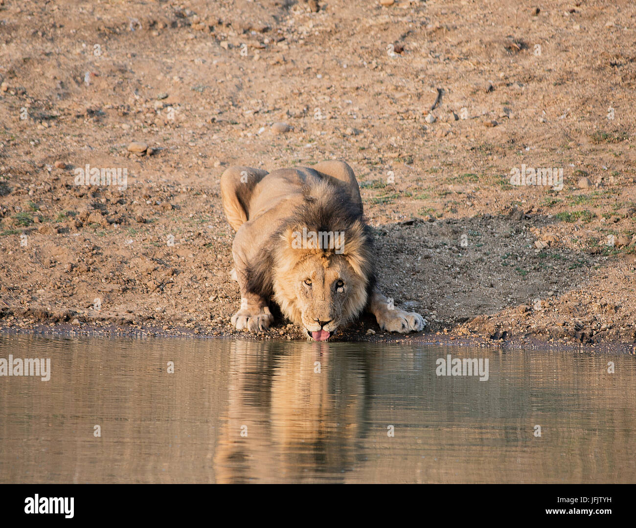 Lion south africa scenery hi-res stock photography and images - Alamy