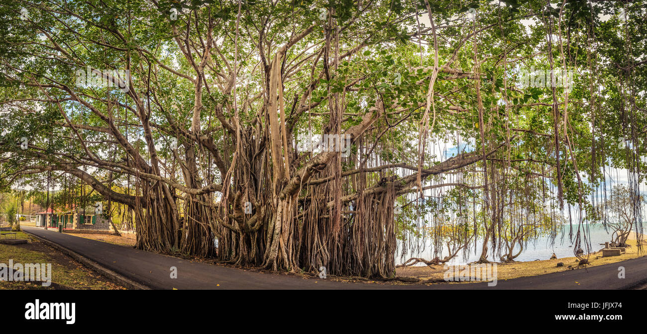 Big banyan tree. Panorama Stock Photo