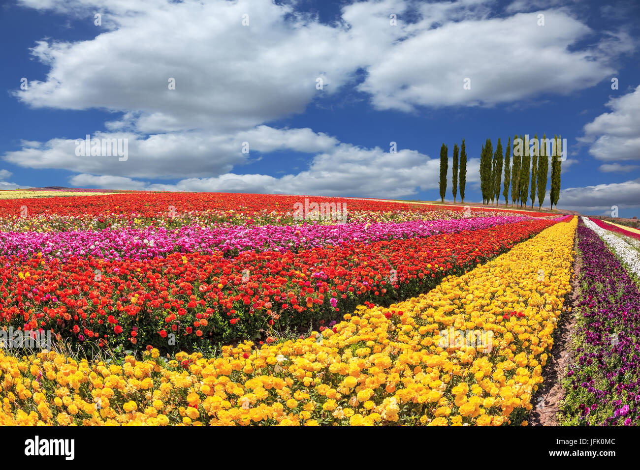 Huge fields of buttercups ripened for harvesting Stock Photo