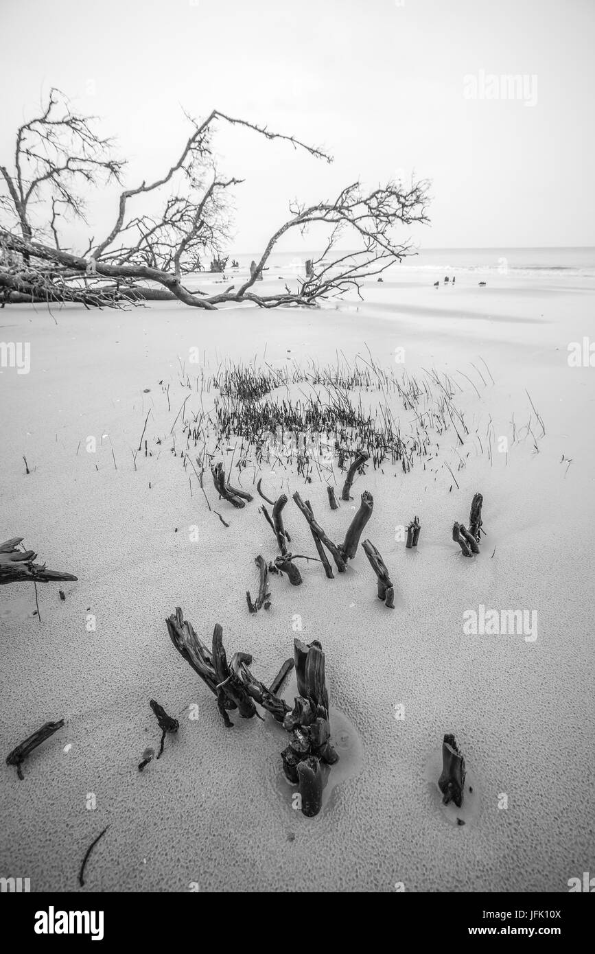 drift wood on hunting island south carolina Stock Photo Alamy