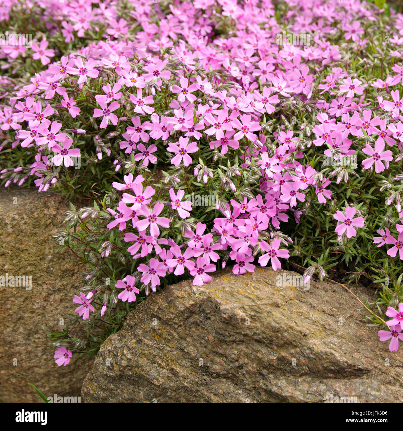 Pink creeping phlox as a decoration of yard Stock Photo