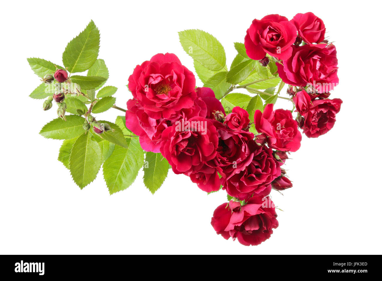 Climbing rambler white rose Cut Out Stock Images & Pictures - Alamy