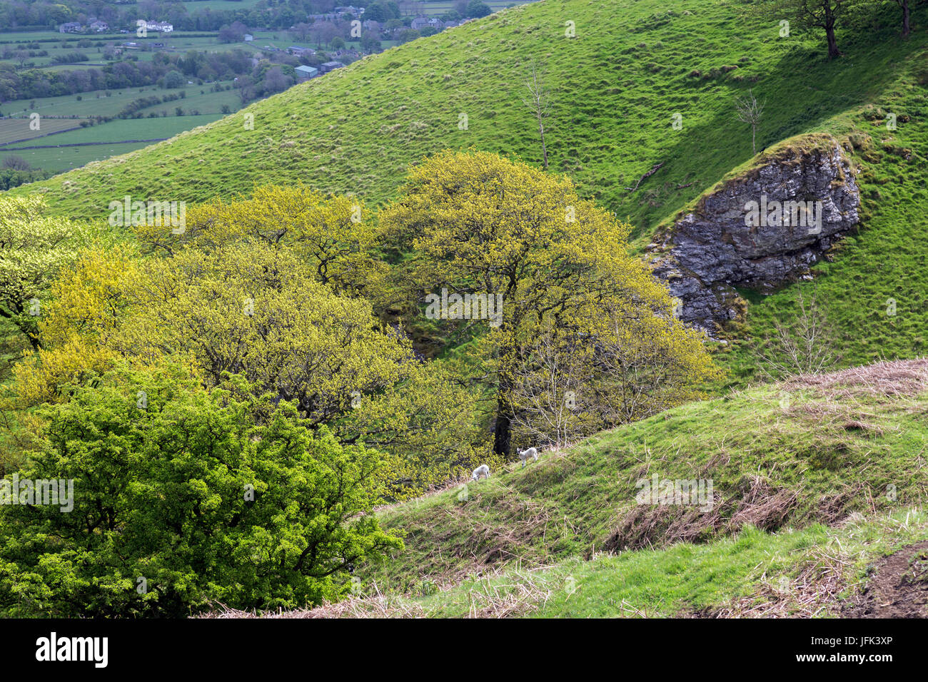 New leaf growth on the oak trees growing below the east face of Mam Tor in the Peak District, Derbyshire, England, UK Stock Photo