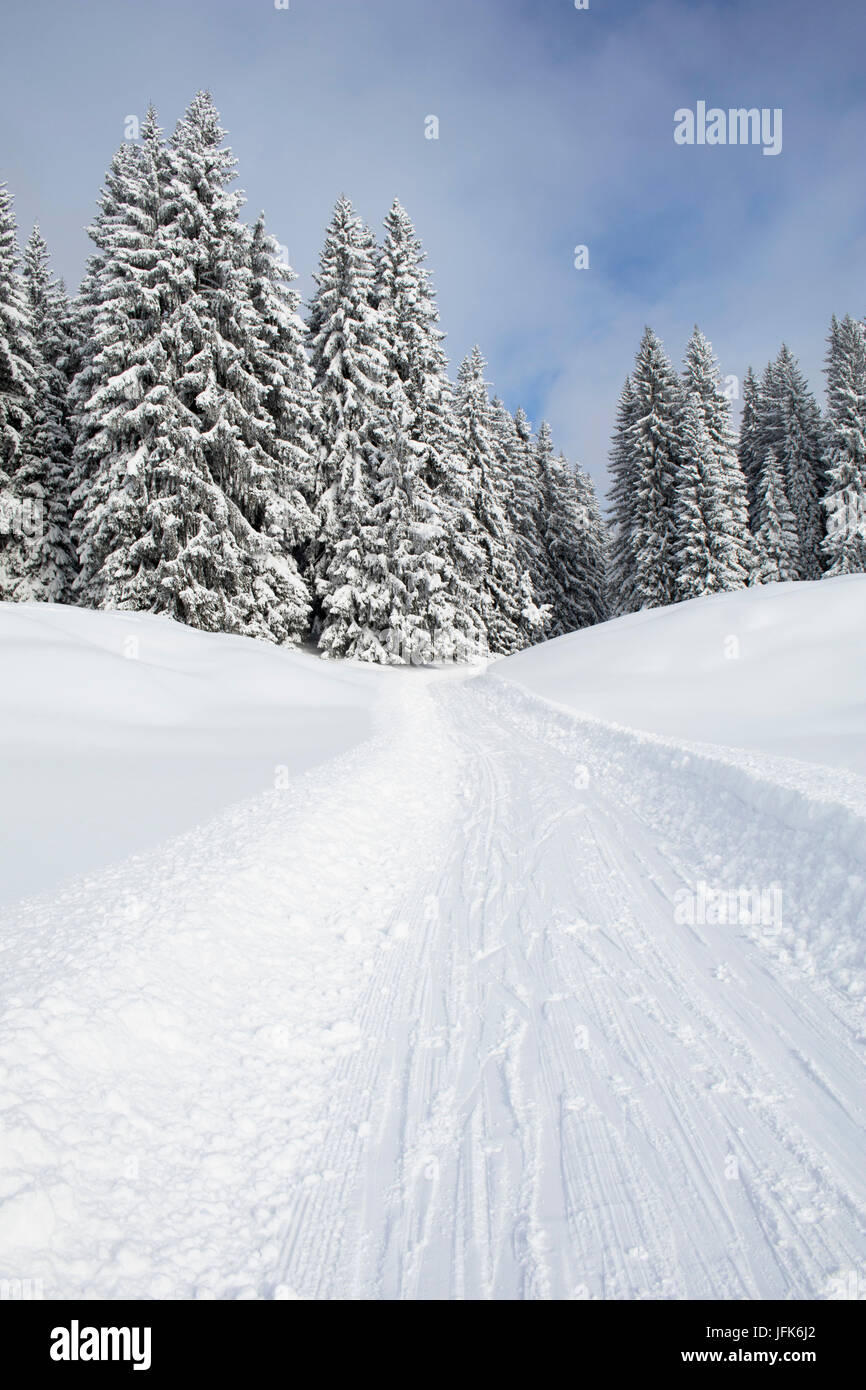 Snowmobile track on snow by snowcapped trees Stock Photo