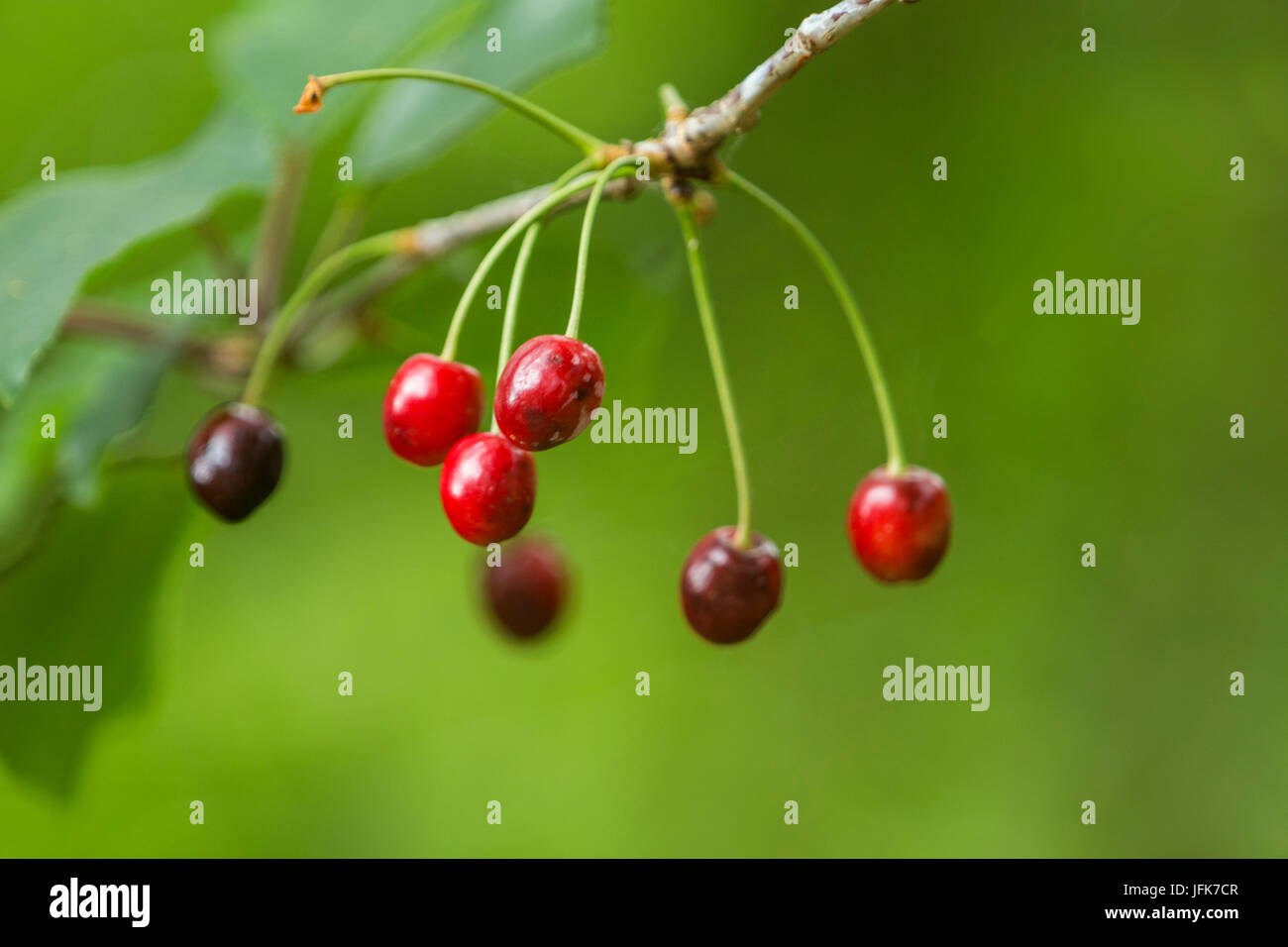 Cherry fruit, Prunus avium, wild cherry, sweet cherry, cherries, growind wild on a tree  in Devon Stock Photo