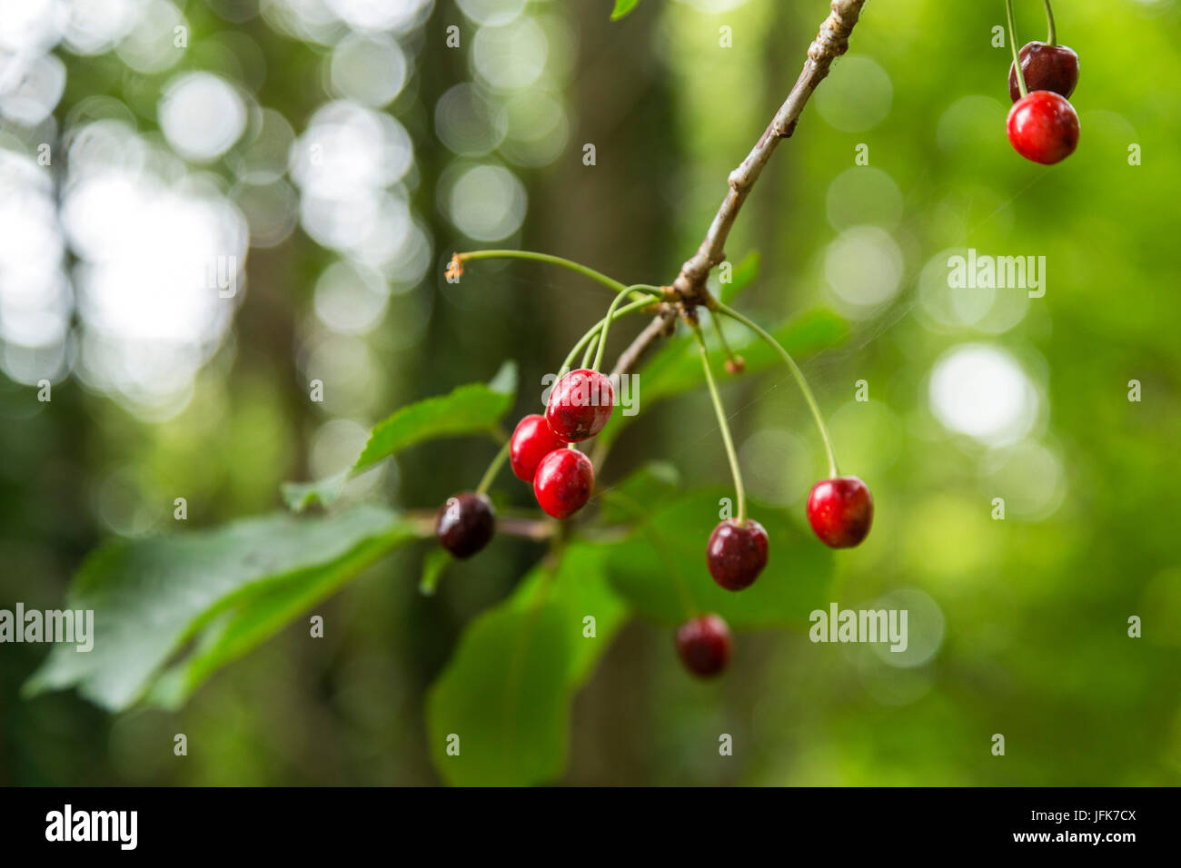 Cherry fruit, Prunus avium, wild cherry, sweet cherry, cherries, growing wild on a tree  in Devon Stock Photo