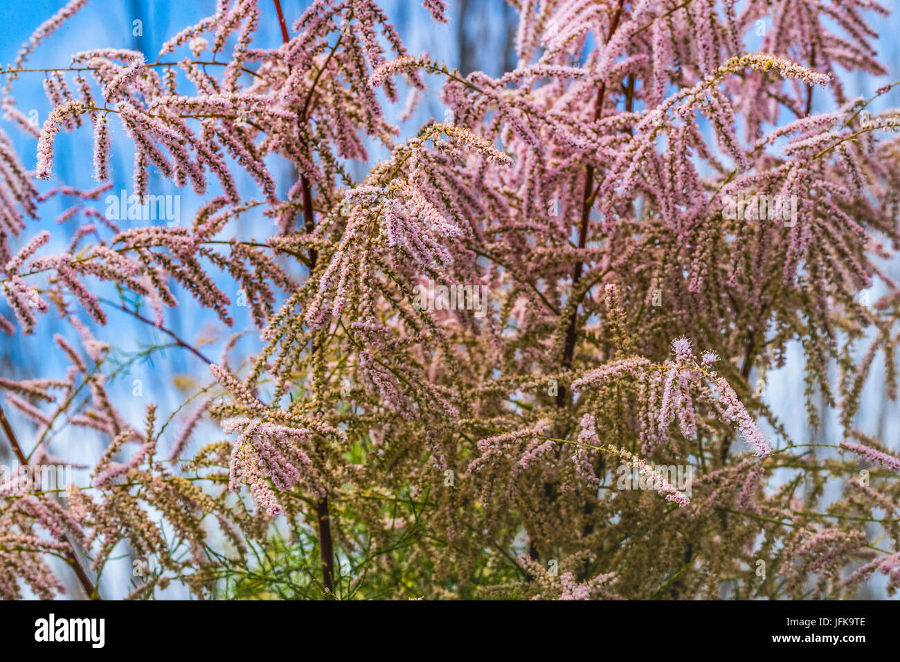 salt cedar tamarisk Stock Photo Alamy