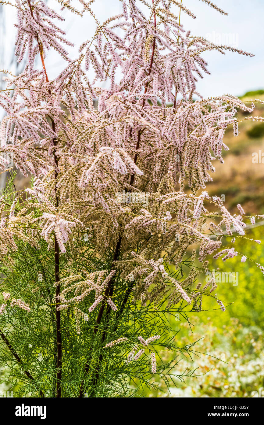 salt cedar tamarisk Stock Photo Alamy