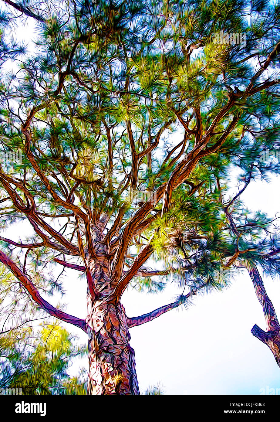 Tree Branches Stock Photo