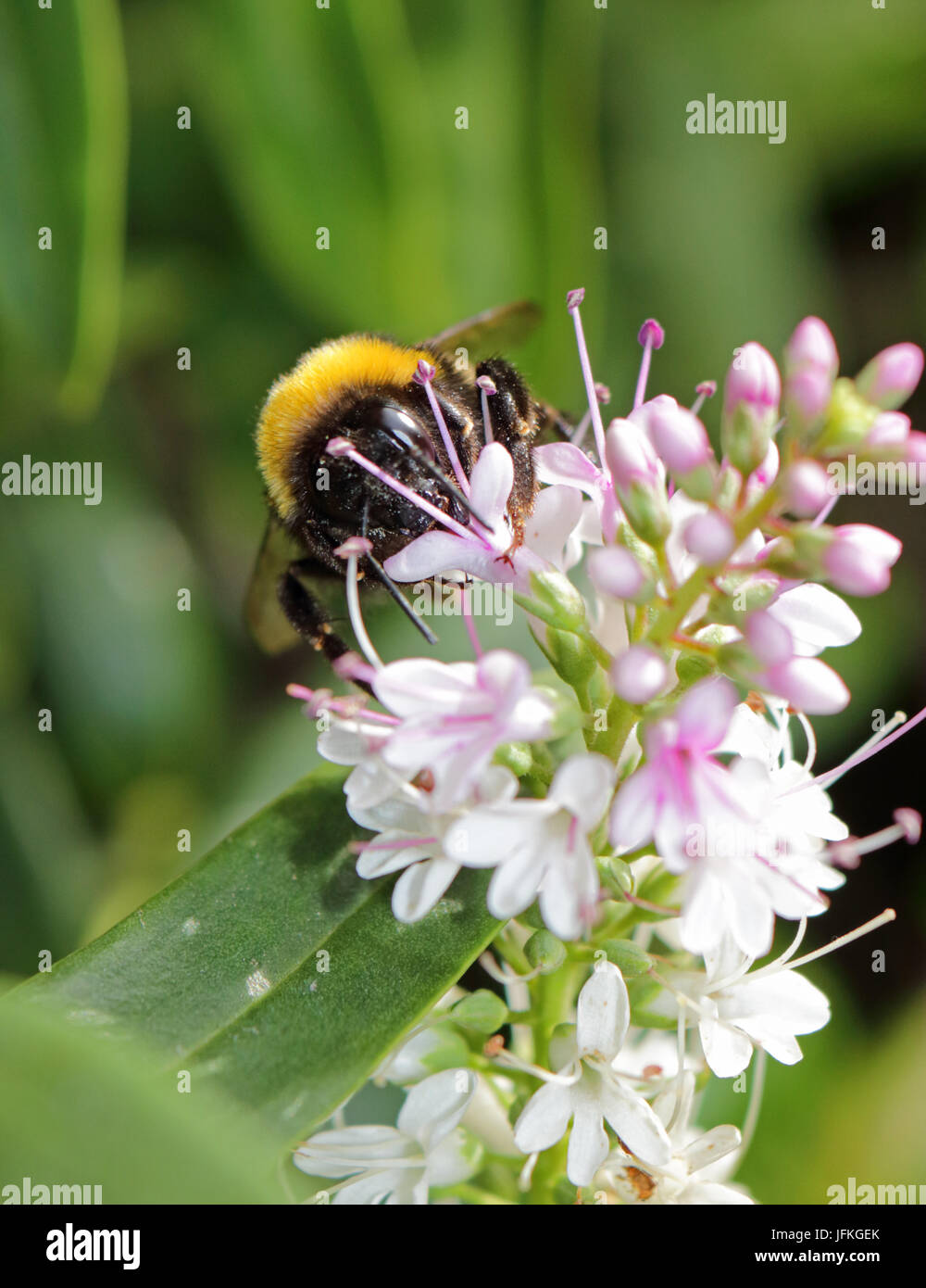 Epsom, Surrey, UK. 1st July, 2017. A bumble bee feeds on the nectar of a pink and white hebe flower, in the sunshine in Epsom, Surrey. Credit: Julia Gavin UK/Alamy Live News Stock Photo