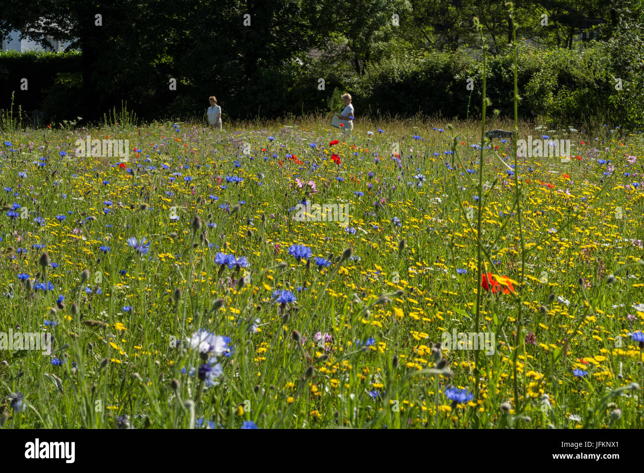 Sidmouth, Devon, 2nd July 17. UK Weather: A glorious morning in Sid Meadow, which is sown with wild flowers each year, and attracts hundreds of visitors. Credit: South West Photos/Alamy Live News Stock Photo
