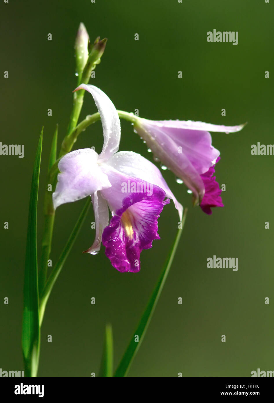 Bamboo Orchid, Arundina graminifolia Stock Photo
