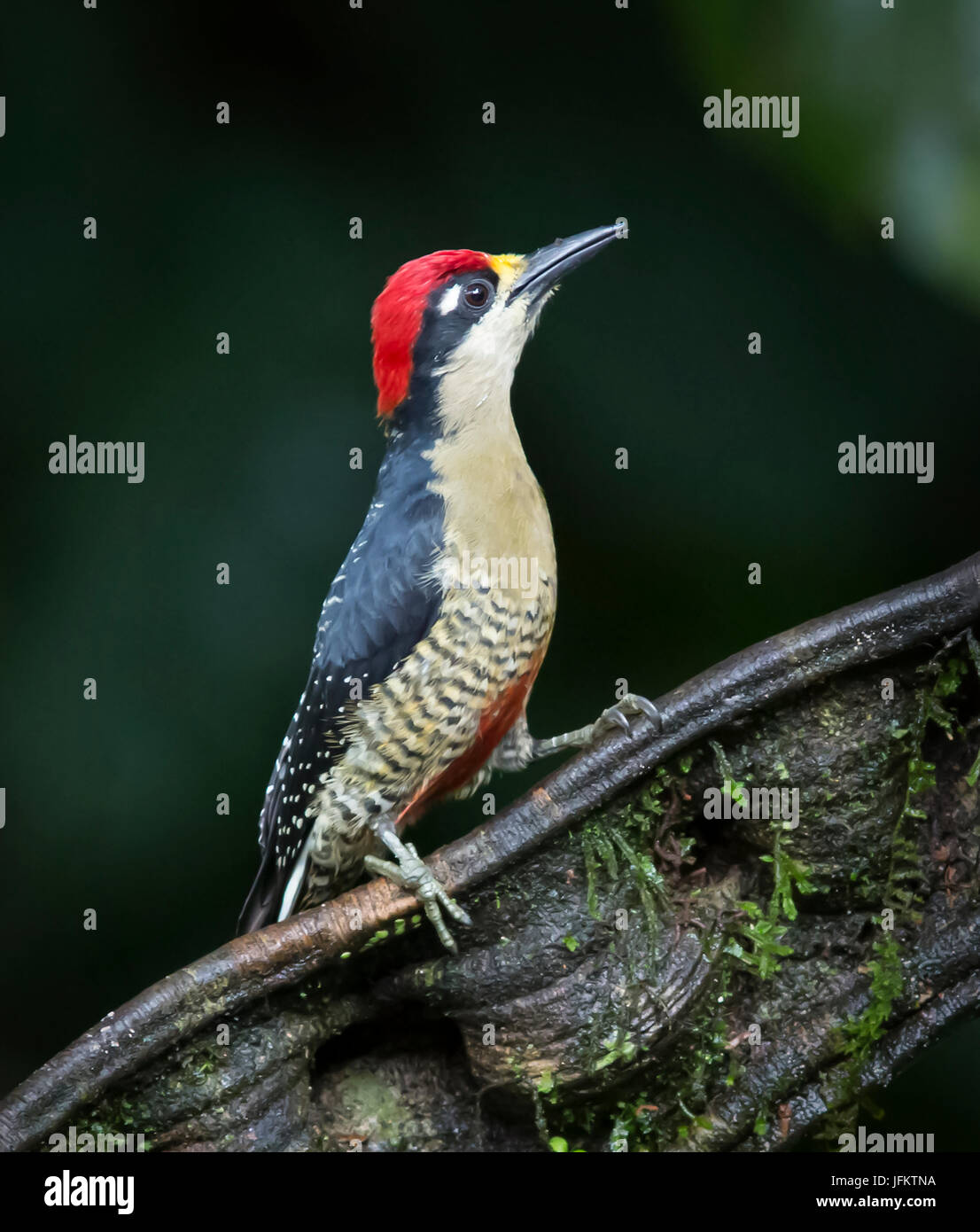 Black-cheeked Woodpecker perched on a branch Stock Photo