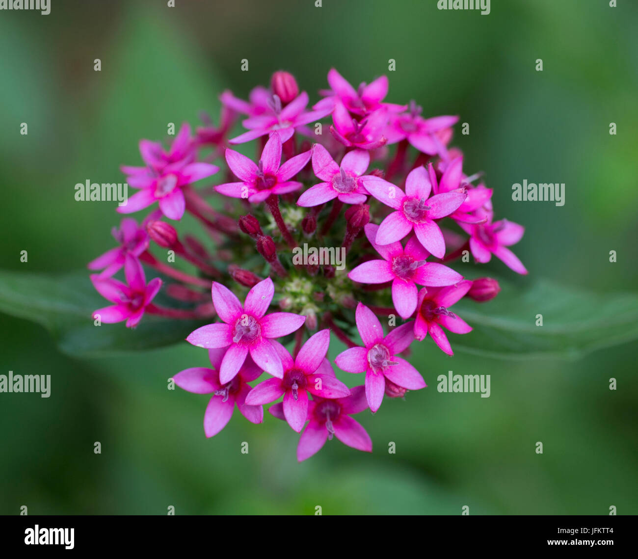 Egyptian Star Cluster Flower Stock Photo