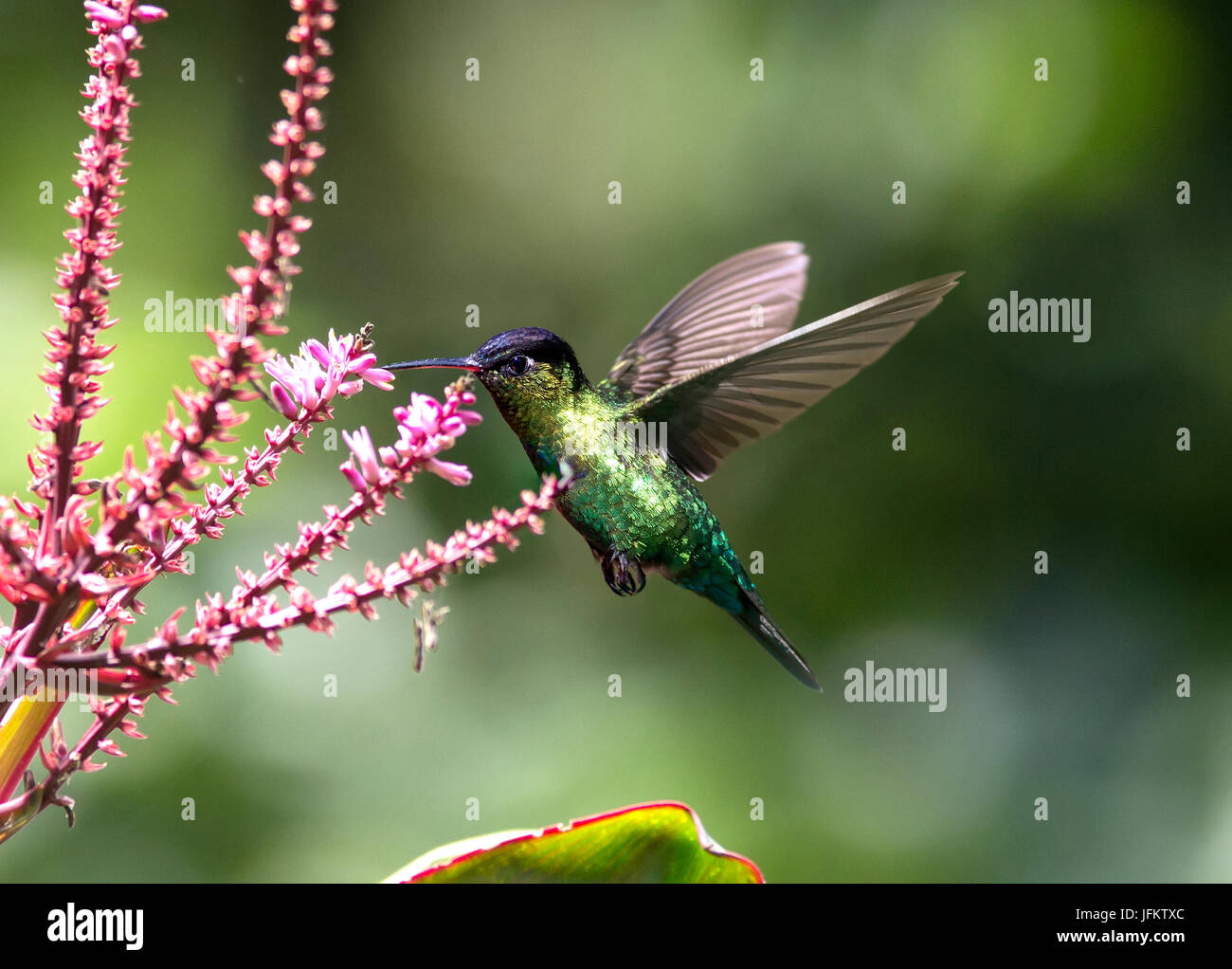 Fiery-throated Hummingbird eating nectar from a flower Stock Photo