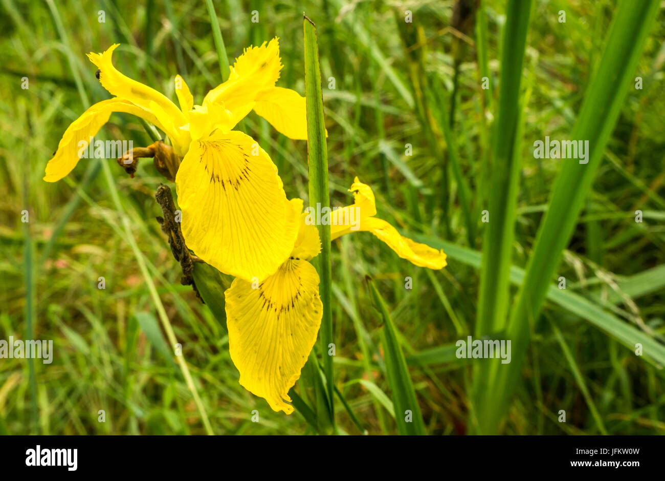 Close up of yellow flag Iris, Iris pseudacorus, East Lothian, Scotland, UK Stock Photo