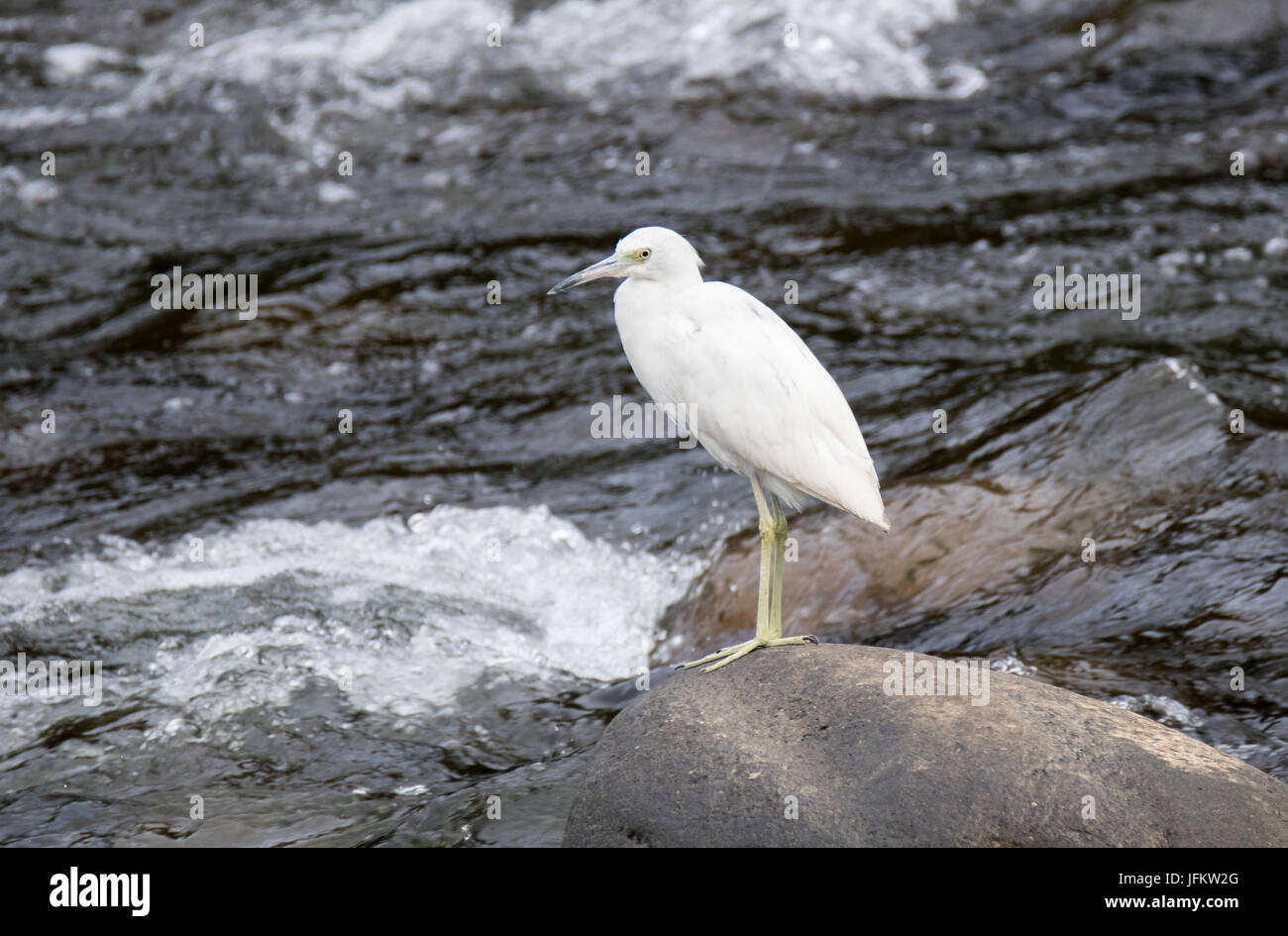 Juvenile Little Blue Heron standing on a rock in the river Stock Photo