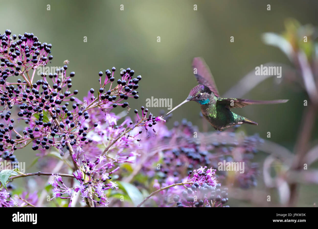 Magnificent Hummingbird in flight eating nectar from a flower Stock Photo Alamy