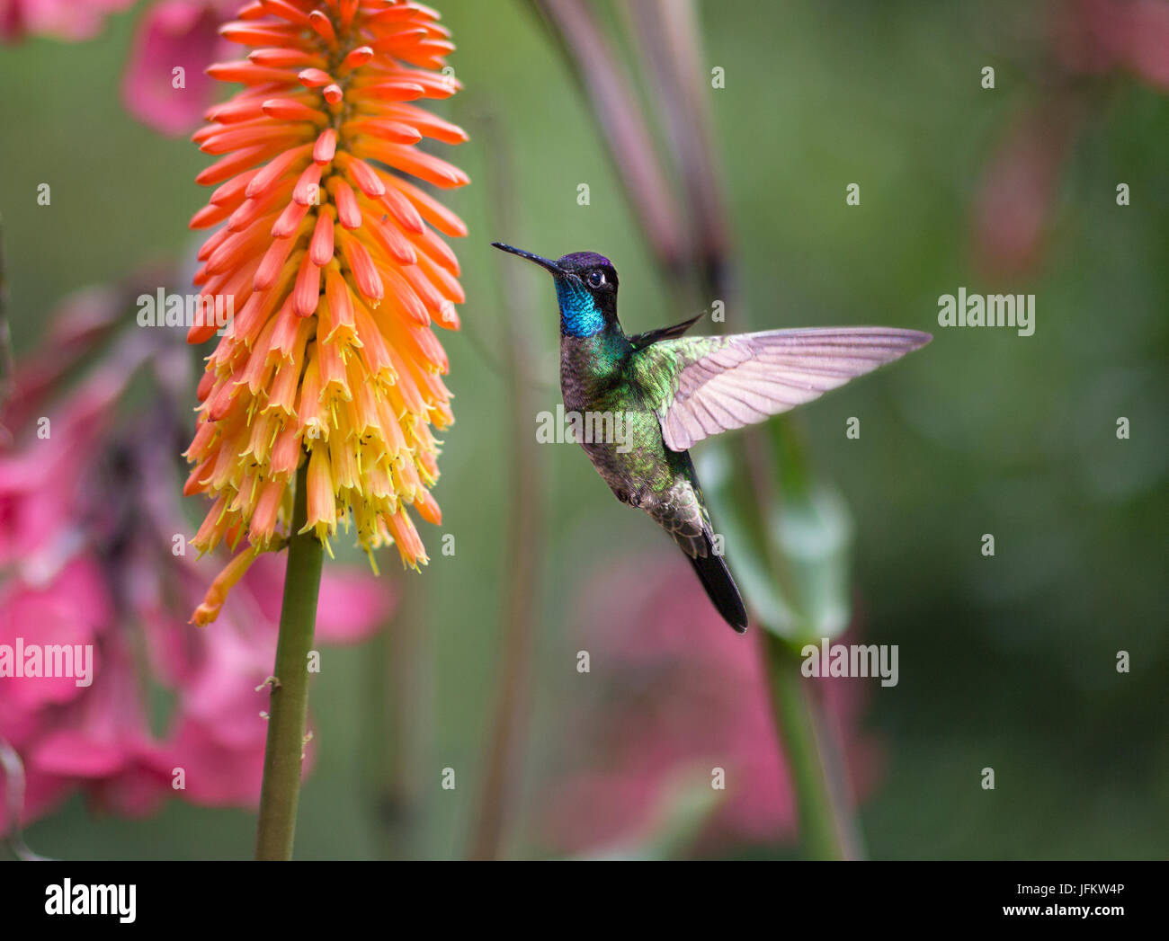 Hummingbird eating nectar hires stock photography and images Alamy